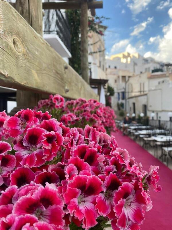 Terrace flowers